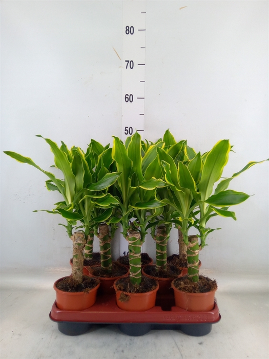 <h4>Dracaena frag. 'Golden Coast'</h4>