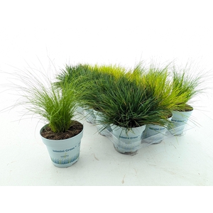 SIERG GEM 3 SRT FUST