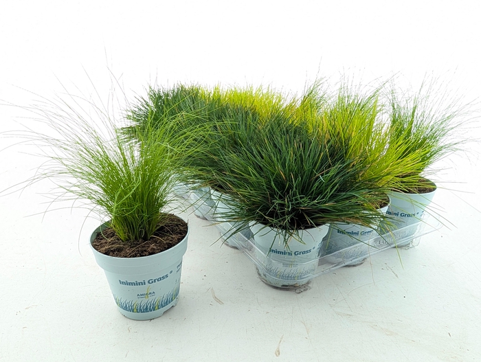 <h4>SIERG GEM 3 SRT FUST</h4>