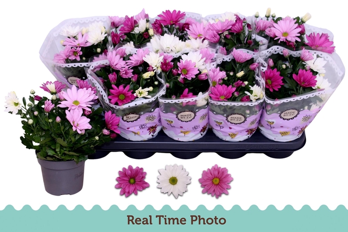 <h4>CHRYS GEM IN POT</h4>