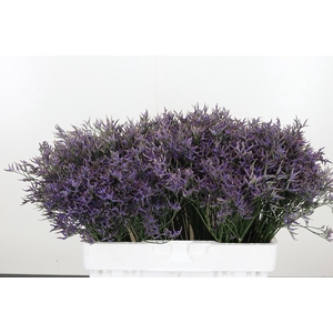 Limonium Sinense Safora Dark Blue