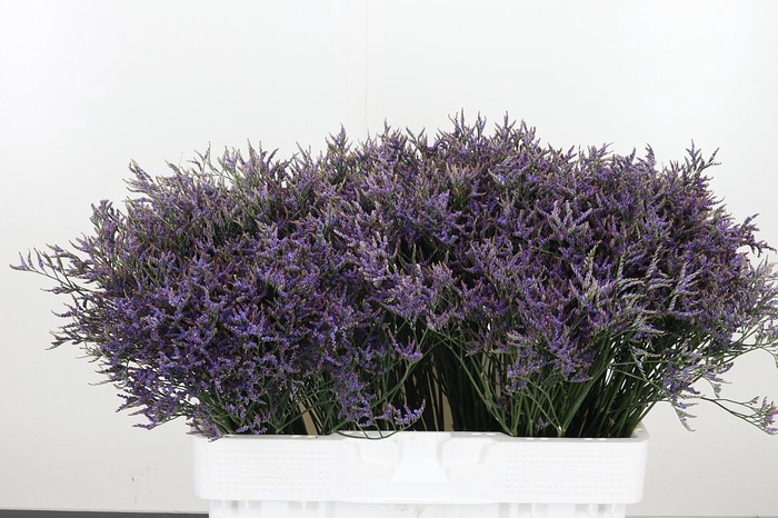 <h4>Limonium Sinense Safora Dark Blue</h4>