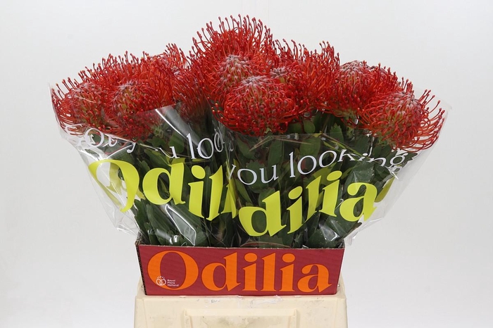 <h4>Nutans Ayoba Red</h4>