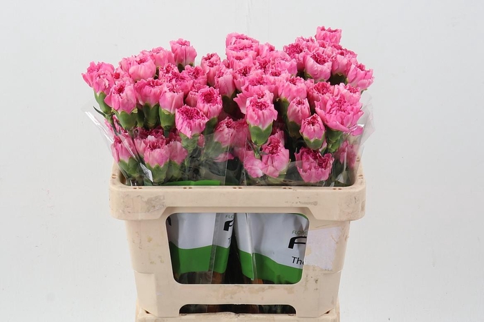 <h4>Di St dollar 50cm</h4>