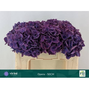 Hydrangea royal opera