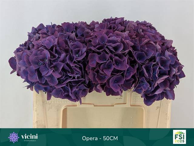 <h4>Hydrangea royal opera</h4>