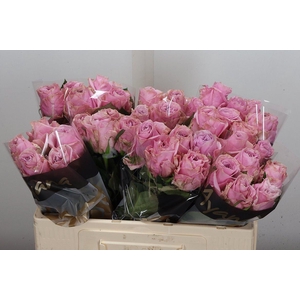 R Gr Addicted 2 Love