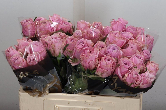 <h4>R Gr Addicted 2 Love</h4>