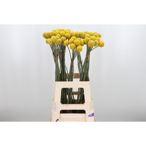 Craspedia Yellow Xl
