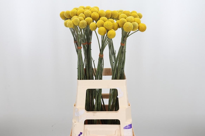 <h4>Craspedia Yellow Xl</h4>