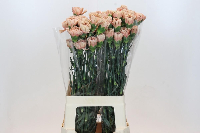 <h4>Dianthus St Honey</h4>