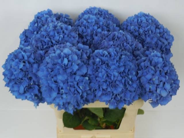 <h4>HYDR M CH PIMPERNEL</h4>