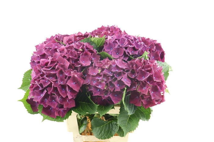 <h4>Hydr M Mon Amour Paars 60-18</h4>