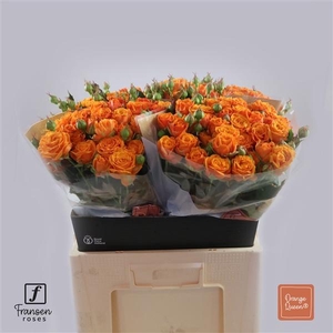 Rosa TR 'Orange Queen' FRANSEN
