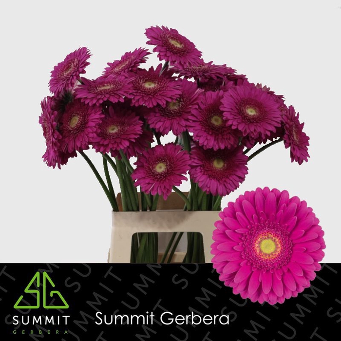 <h4>Gerbera Flamenco Lang Gelijk 56cm Water x40</h4>