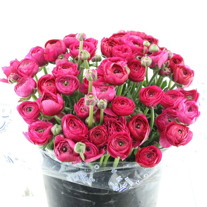 <h4>Ran El Sr Hot Pink Super</h4>