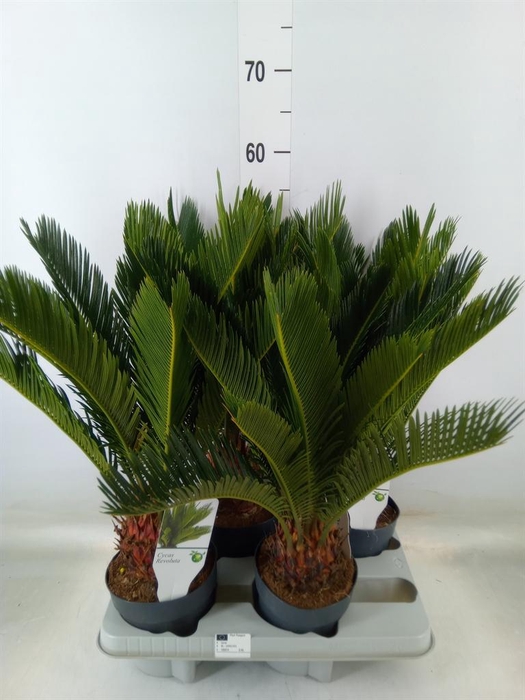 <h4>Cycas revoluta</h4>
