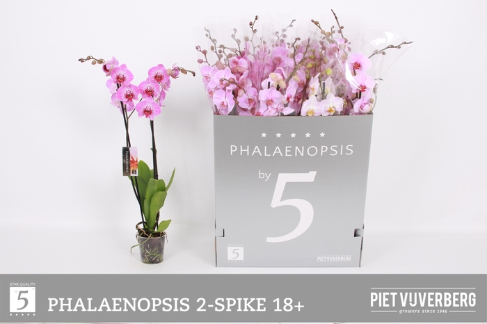 <h4>PHAL OV ROZE</h4>