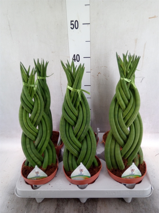 <h4>Sansevieria cyl.  ...</h4>