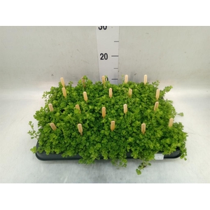 Pilea depressa