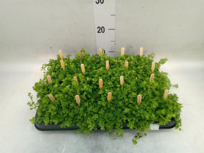 <h4>Pilea depressa</h4>