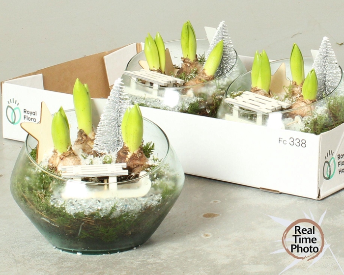 <h4>ARR HYACINTH</h4>