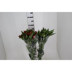 ALSTROEMERIA VARIADO 080 CM