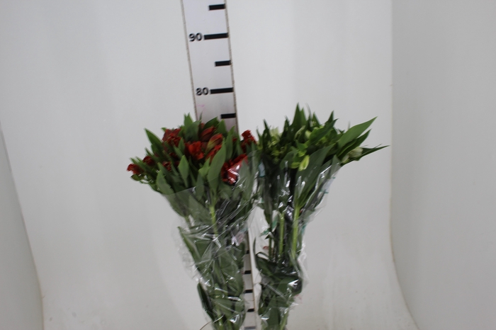 <h4>ALSTROEMERIA VARIADO 080 CM</h4>