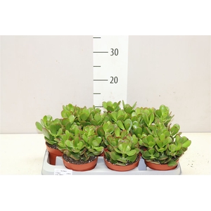 Crassula Ovata