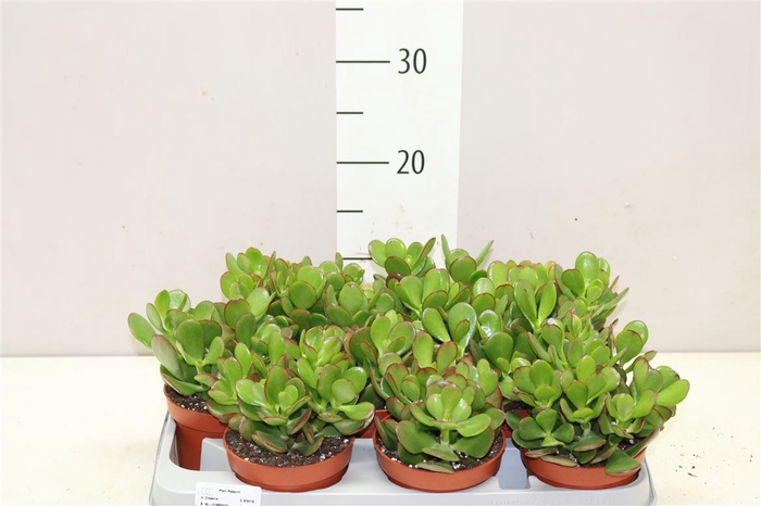 <h4>Crassula Ovata</h4>