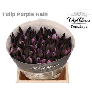 Vip Tu En Rv Purple Rain