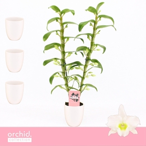 Dendrobium Nobilé, Apollon 2-spike in Lotte White 'Orchid Collection'