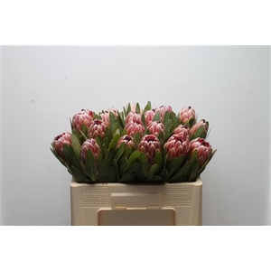 Protea Pink Ice