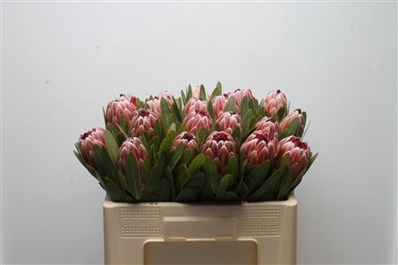 Protea Pink Ice