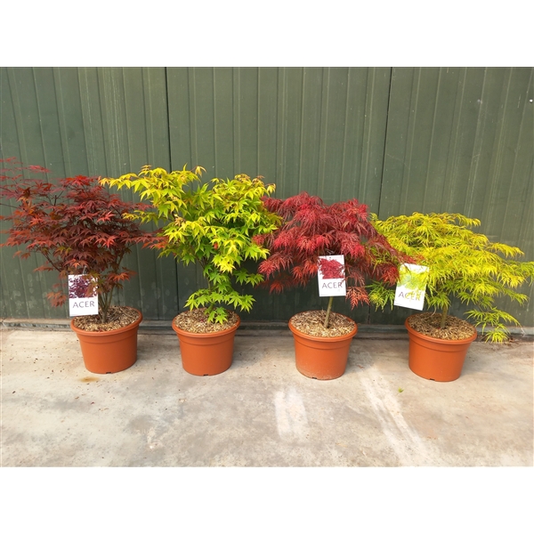 <h4>Acer palmatum mix C15</h4>