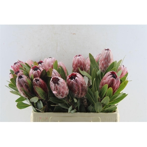 Protea Pink Ice