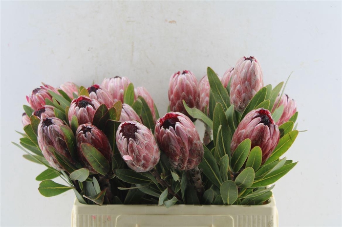 <h4>Protea Pink Ice</h4>