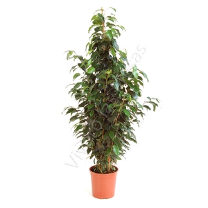 Ficus overig gemengd 3 soorten