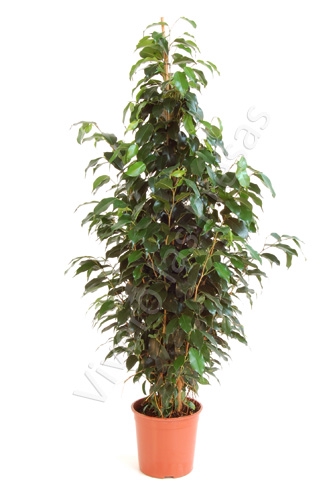 <h4>Ficus overig gemengd 3 soorten</h4>