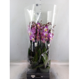 Phalaenopsis  'Ant Split'