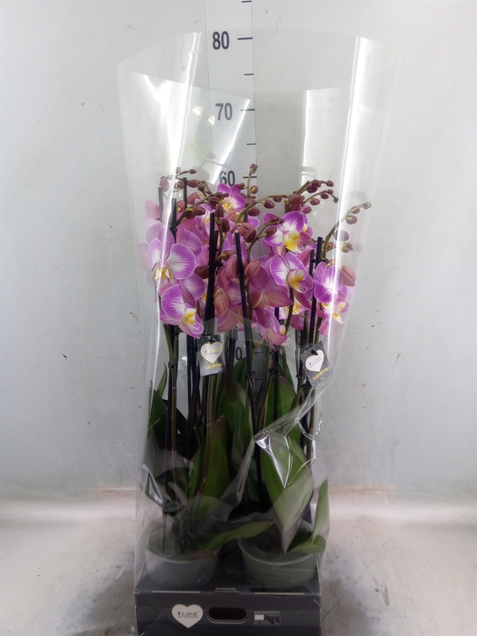 <h4>Phalaenopsis  'Ant Split'</h4>