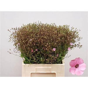 Saponaria Roze Per Bos