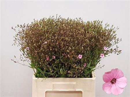 <h4>Saponaria Roze Per Bos</h4>