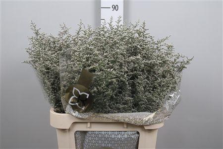 <h4>Lim Misty White</h4>