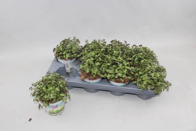 <h4>CALLISIA REPENS</h4>