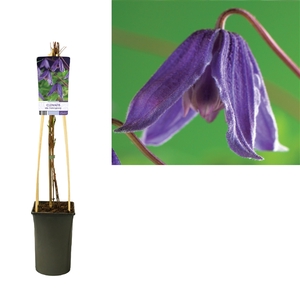 Clematis alp. 'Helsingborg' +light label