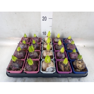 Hyacinthus orie.   ...mix