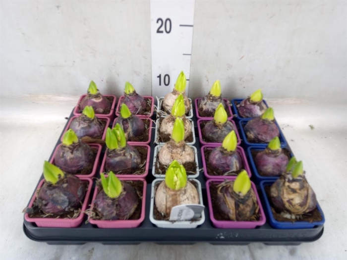 <h4>Hyacinthus orie.   ...mix</h4>