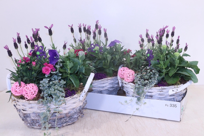 <h4>ARR TUINPLANTEN</h4>