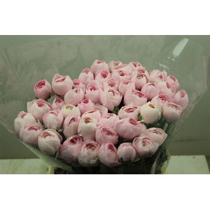 Ran Cloni Ex Lady Hanoi Pink